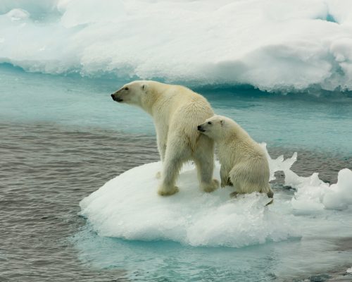 A polar bear mother and her young on sea ice, north of Svalbard.
Eisbaerin mit Jungtier auf Eisscholle, noerdlich von Spitzbergen.